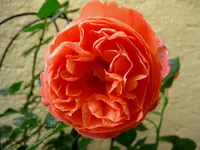 IMG_3708.webp