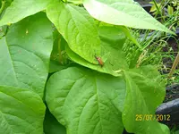 Käfer 100_1126 (Large).webp