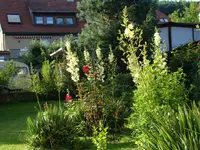 Nest Mitte-Palmlilien, Rosen.webp