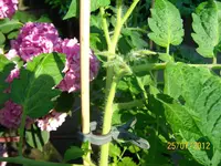 Tomiknospe 100_1131 (Large).webp