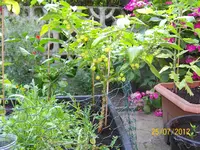 Haba kl 100_1128 (Large).webp