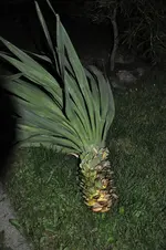 226.webp