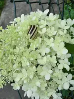 CIMG0797.webp