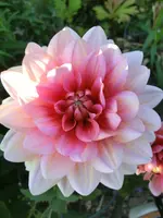 CIMG0855.webp