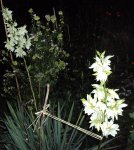 DSC03068 - 2012-07-26 - yucca filamentosa.JPG