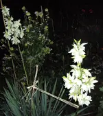DSC03068 - 2012-07-26 - yucca filamentosa.webp