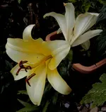 DSC03042 - 2012-07-20 - gelbe lilie.webp