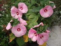 DSCF2069.webp