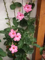 DSCF2079.webp