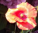 DSC03086 - 2012-07-26 - mohn.JPG