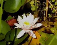 DSC03089 - 2012-07-26 - seerose.webp