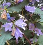 DSC03091 - 2012-07-26 - glockenblumen.webp