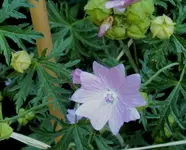 DSC03092 - 2012-07-26 - moschusmalven.webp