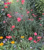 DSC03093 - 2012-07-26 - mohn - ringel - malven.webp
