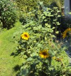 DSC03094 - 2012-07-26 - soblu - nachtkerzen - springkraut.jpg