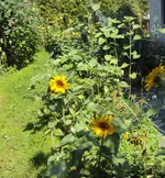 DSC03094 - 2012-07-26 - soblu - nachtkerzen - springkraut.webp