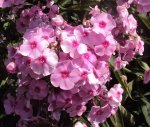 DSC03098 - 2012-07-26 - phlox.JPG