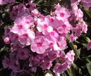 DSC03098 - 2012-07-26 - phlox.webp