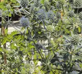 DSC03099 - 2012-07-26 - blaue edeldistel.webp
