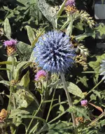 DSC03102 - 2012-07-26 - blaue kugeldisteln.webp