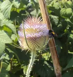 DSC03105 - 2012-07-26 - karde.webp