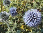 DSC03106 - 2012-07-26 - blaue kugeln überall.JPG