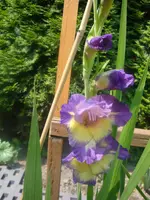 DSC08993.webp