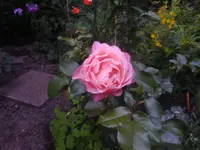 Marie Curie (3).webp
