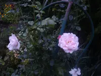 Kletterrose New Dawn.webp