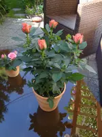 DSC08939.webp