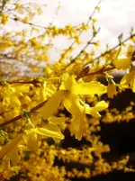 DSCI0373_gartenforum.webp