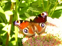 DSCI0760_gartenforum.webp