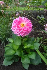 DSC08211.webp