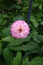 DSC08212.webp