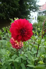 Rot.webp
