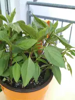 2012-07-26 17.18.56.webp
