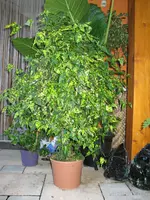 IMG_0419.webp