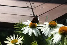 Schmetterling.webp