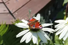 schmetterling2.webp