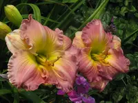 IMG_absolut treasure3_1024x768.webp