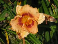 IMG_fragezeichen hecke_1024x768.webp
