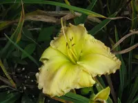 IMG_honey jubilee2_1024x768.webp