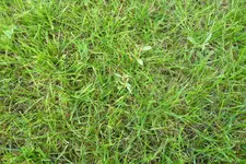 rasen2.webp