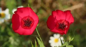 Blumenwiese 120726.webp