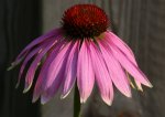 Echinacea 120726.jpg