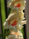 Gladiole 120726.jpg