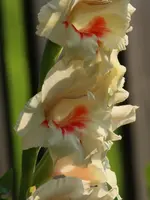 Gladiole 120726.webp