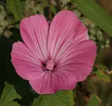 Malve 120726.webp