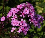 Phlox 120726.jpg