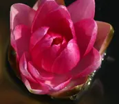 Seerose 120726.webp